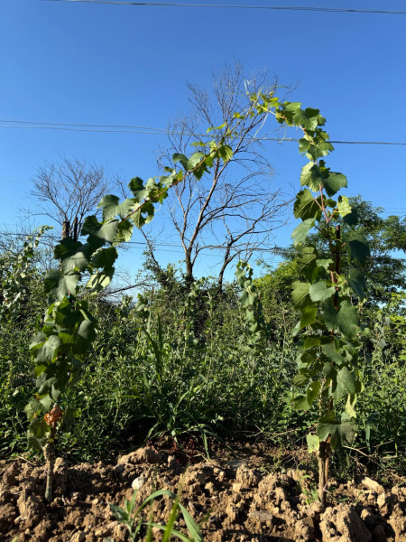 Nicola, il vino e la vigna #48