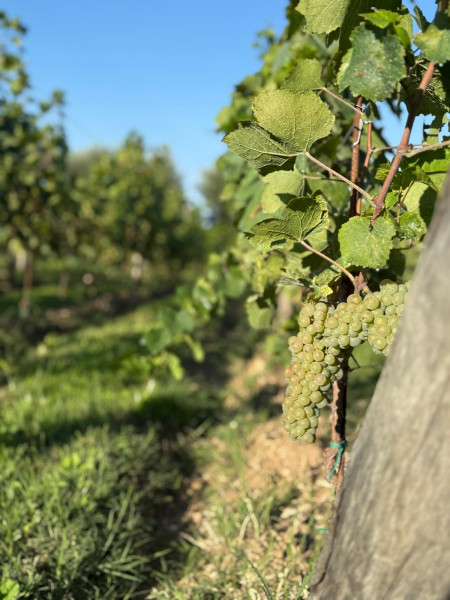 Nicola, il vino e la vigna #49