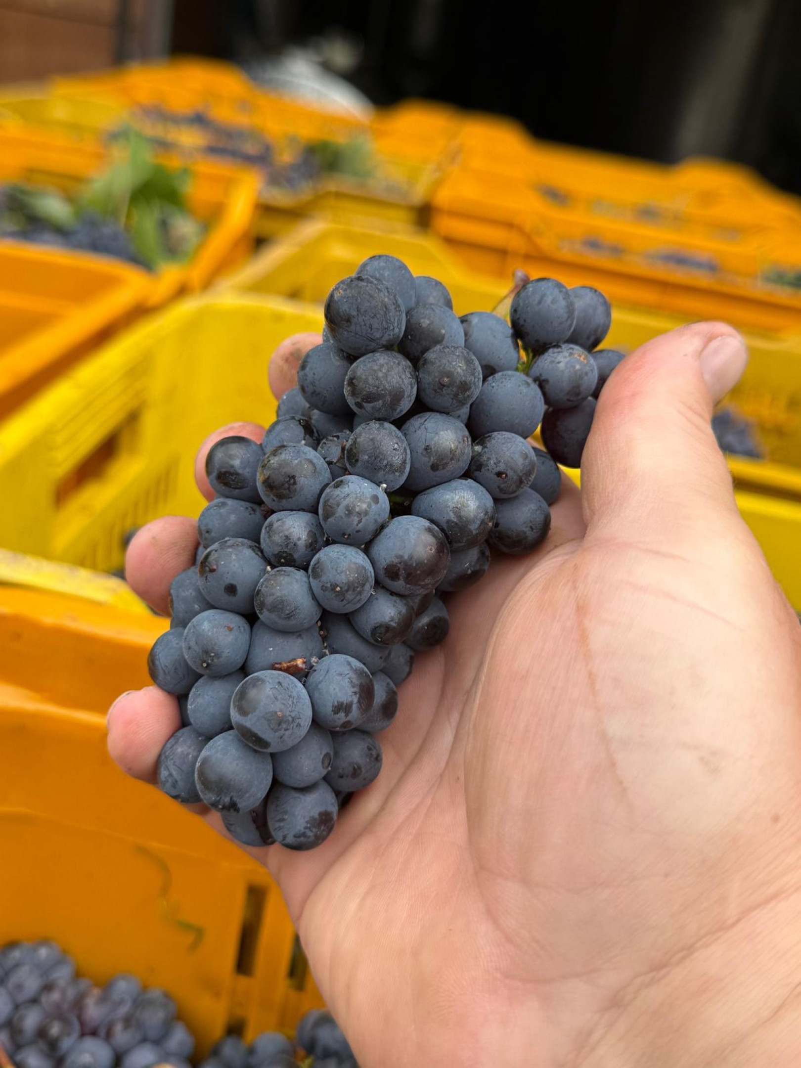 Nicola, il vino e la vigna #50