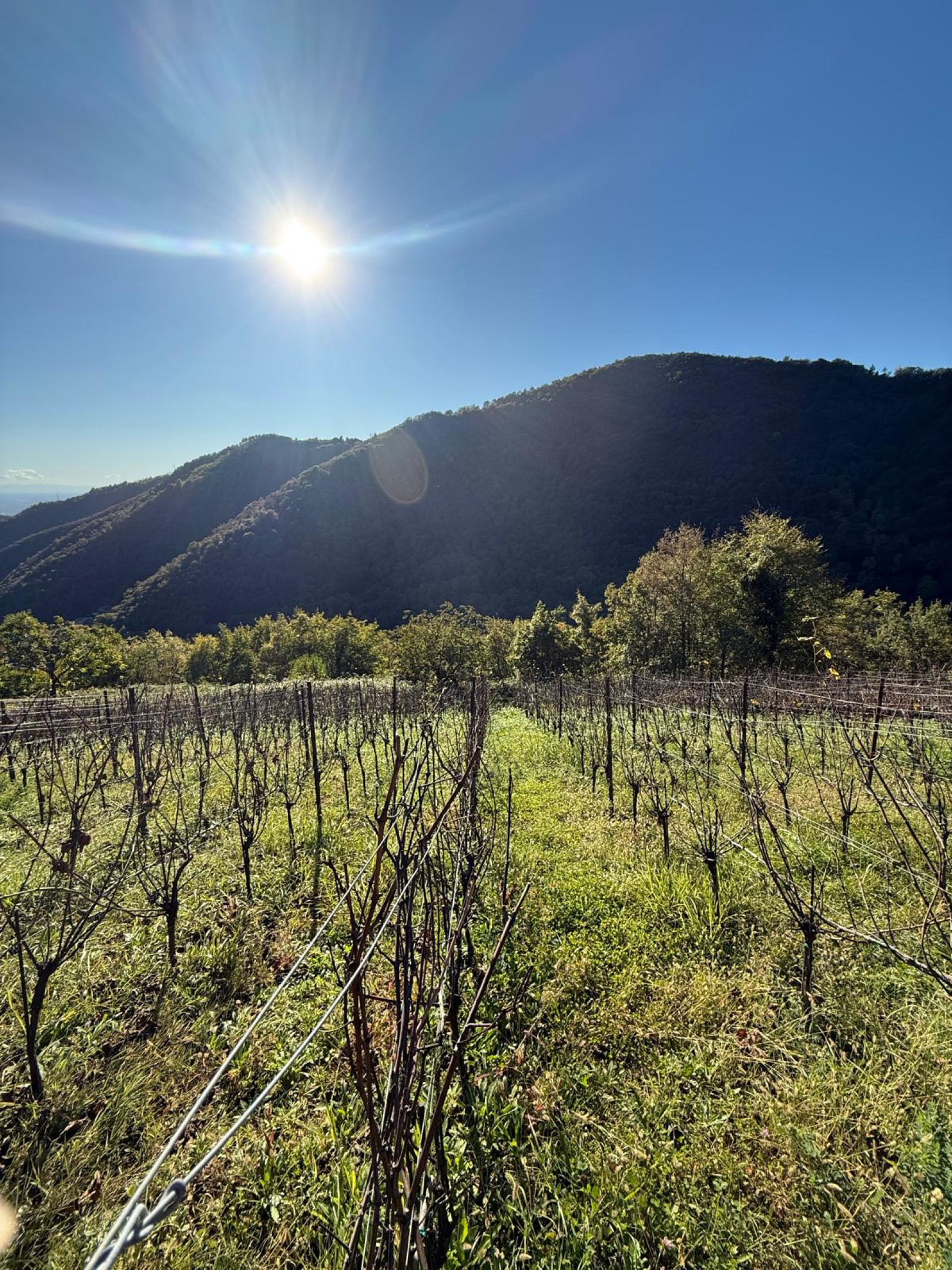 Nicola, il vino e la vigna #51