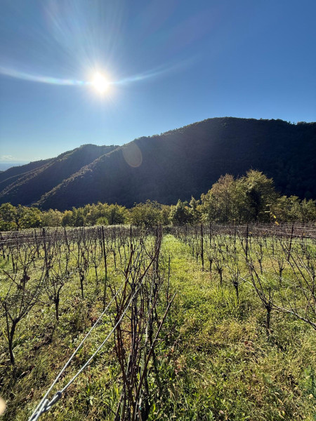 Nicola, il vino e la vigna #51